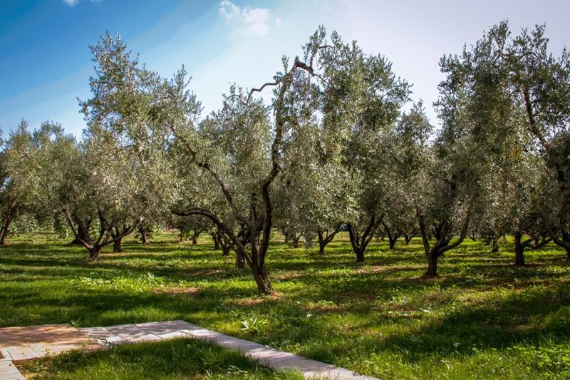 Borgo Rurale San Giusto Guest House Castagneto Carducci Luaran gambar